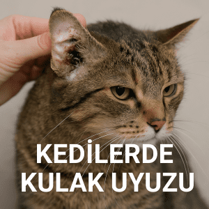 kedilerde kulak uyuzu nedir belirtileri ve tedavileri nelerdir?